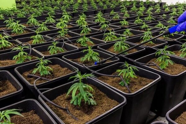Safety and Quality: Safeguards in the Use of Medical Marijuana in Missouri