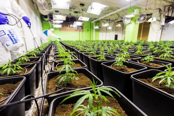 Legal Cannabis Market Share in the State of Missouri