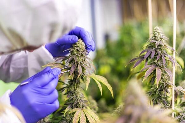 Medical Marijuana and Public Opinion: Trends and Challenges in Missouri