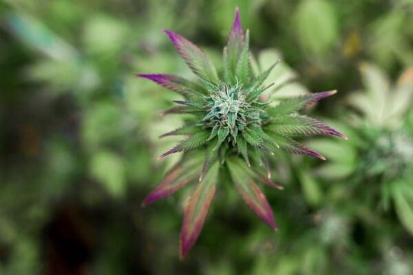 America: the intricacies of Medical Marijuana laws