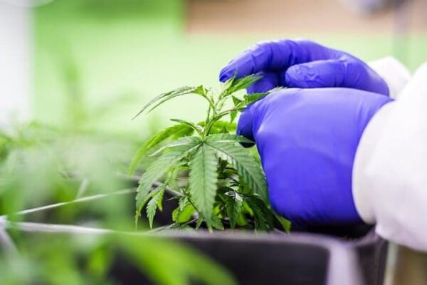 How to Get Medical Marijuana in Missouri: Steps and Process