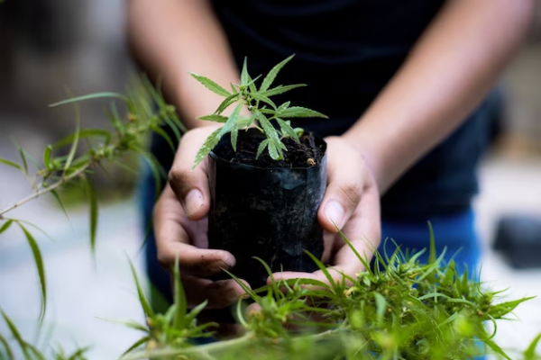Navigating Amendment 3 for Homegrown Marijuana in Missouri