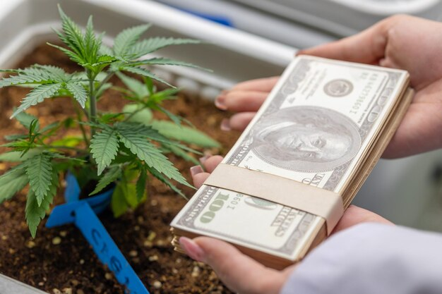 Cannabis leaves and hand with dollar bills