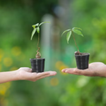 Two hands holding plant pots