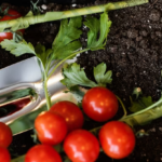 Tomato planting