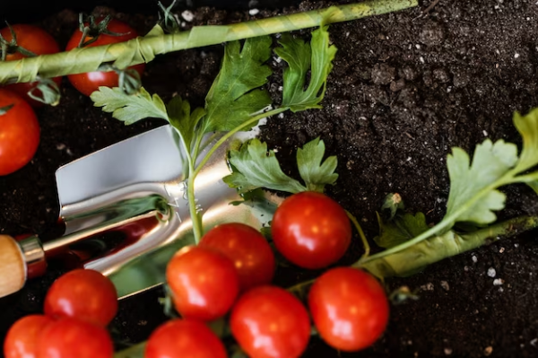 The Optimal Time to Plant Tomatoes in Missouri