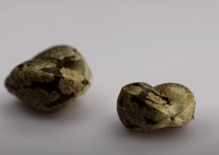 Close-up photo of a marijuana seed.